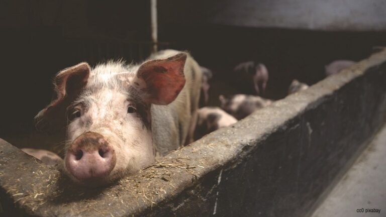 Warum man bei Rheuma kein Schweinefleisch essen sollte – Freiburg